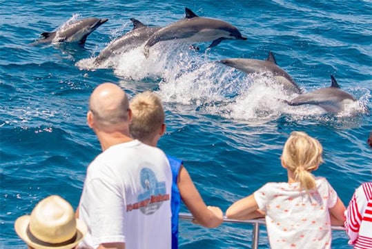 A happy traveler watching playful dolphins.