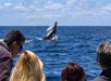 Captain Dave's Dolphin & Whale Safari - Dana Point, CA