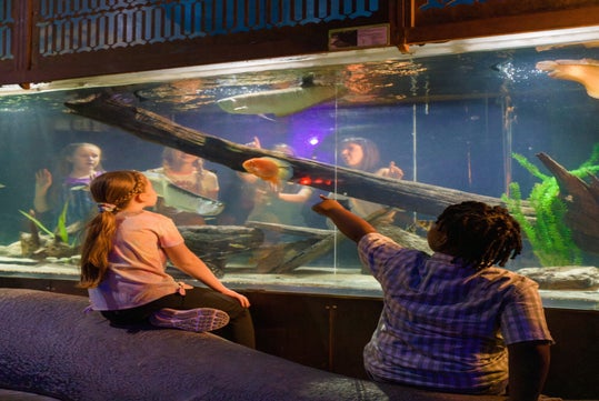 Educational fun meets underwater wonder.
