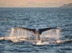 A whale tail on the Classic Whale Watch & Wildlife Tour from Friday Harbor