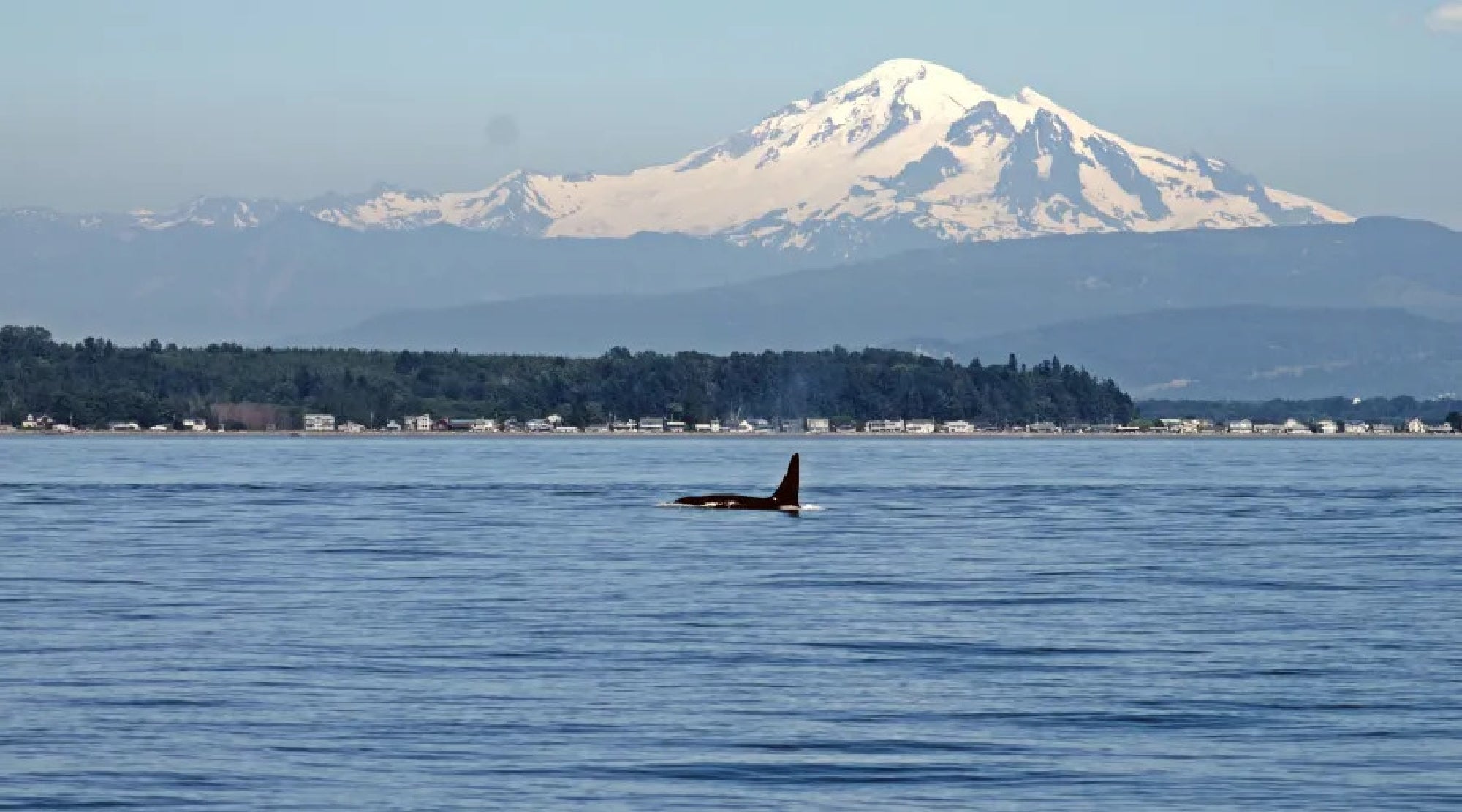 Orca swimming in calm water with a snow-capped mountain and forested shoreline in the background.