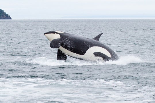 A whale breaching near San Juan Island