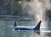 Whales on the Classic Whale Watch & Wildlife Tour from Friday Harbor