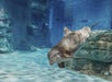Nick the dolphin at Clearwater Marine Aquarium.