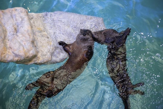 Otters at Clearwater Marine Aquarium.