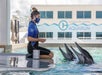 A staff member feeding the dolphins at Clearwater Marine Aquarium.