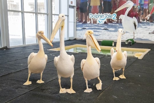 Pelicans at Clearwater Marine Aquarium.