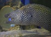 An eel at Clearwater Marine Aquarium in Tampa, FL.