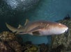 A nurse shark at Clearwater Marine Aquarium in Tampa, FL.