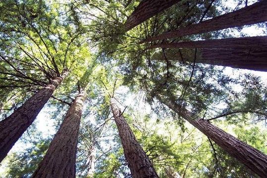 Canopy views in the redwoods.