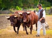 Herding cows at Colonial Williamsburg in Williamsburg, Virginia