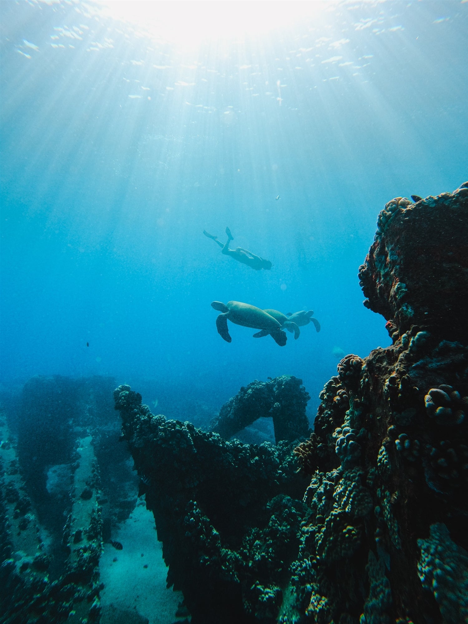 Three sea turtles swim near a coral-covered underwater structure as sunlight filters down from the water’s surface.
