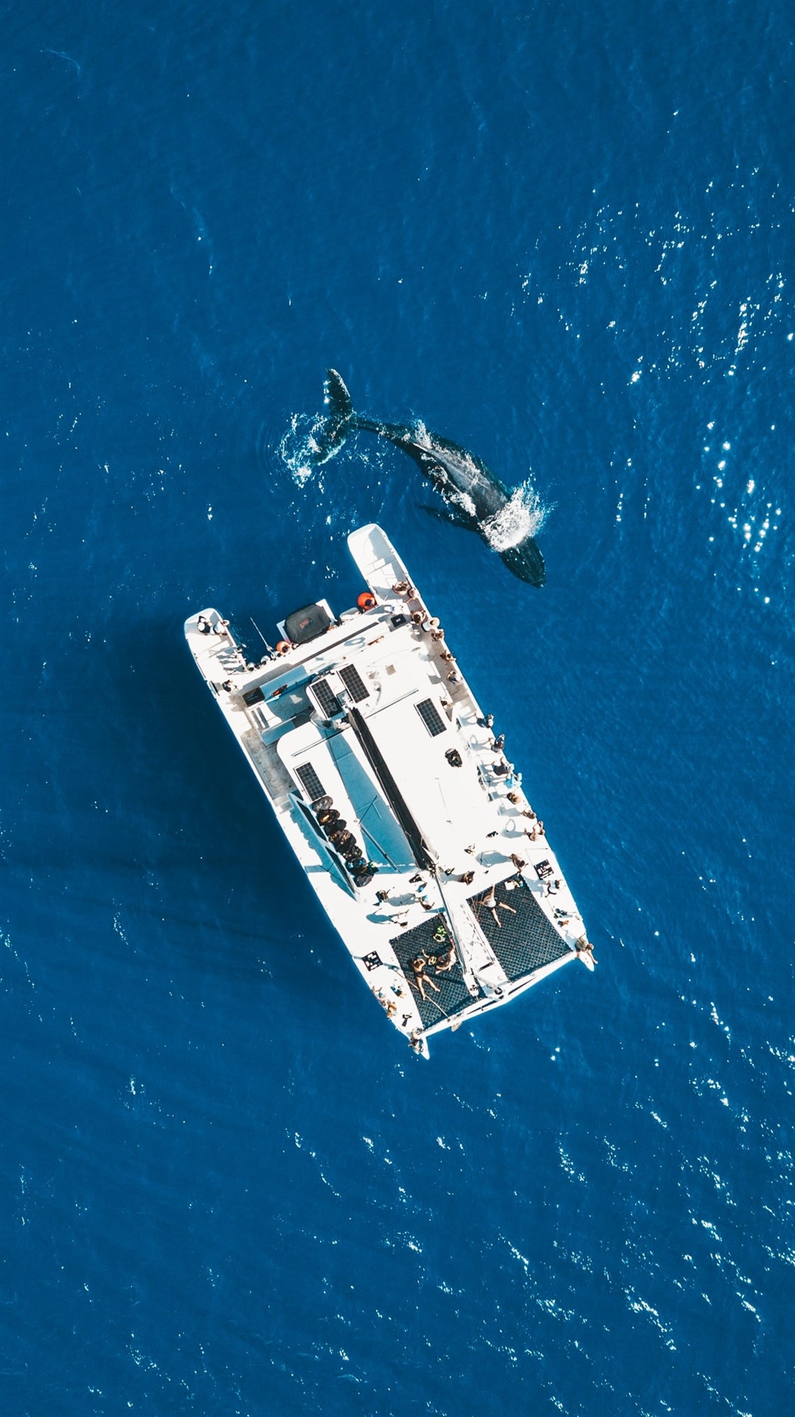 Aerial view of a white catamaran boat on blue water with a whale swimming nearby.