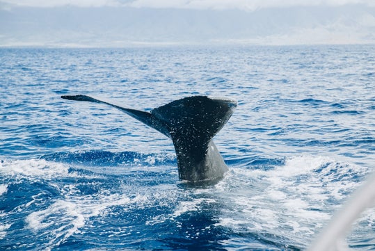 A whale's tail fin sticks out of the ocean water, creating splashes, with mountains visible in the background.