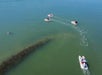 Four small boats travel in the water near a patch of reeds, with one boat leading and a dolphin visible to the left.