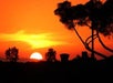 Orange sky and trees silhouetted by the Newport Beach sunset.