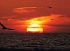 Sunset over Newport Bay with seagulls flying above ocean water.