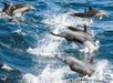 Stampeding common dolphin - Davey's Locker Whale Watching in Newport Beach, California