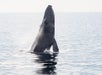 A whale breaches the surface of calm ocean water, with most of its body visible above the waterline.