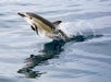 A dolphin leaps out of the water, creating a splash, with its reflection visible on the calm sea surface.