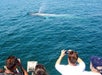 Blue Whale- viewed during the summer - Davey's Locker Whale Watching in Newport Beach, California