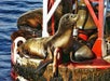 California Seal Lions - Davey's Locker Whale Watching in Newport Beach, California