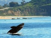 A whale breaching the surface of the water near a coastline with cliffs, greenery, and a road in the background.