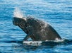 Breaching Humpback Whale - Davey's Locker Whale Watching in Newport Beach, California
