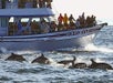 Our primary whale watching vessel - Davey's Locker Whale Watching in Newport Beach, California