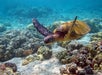 A sea turtle swims over a coral reef in clear blue water.
