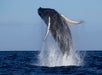 A humpback whale breaching out of the ocean, with its body partially above the water and droplets splashing around it under a clear sky.