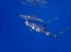 Four dolphins swimming underwater in clear blue ocean, with sunlight reflecting off their bodies.