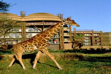 Exotic animals.
