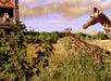 Savanna view.
