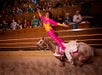 Trick Ride - Dolly Parton's Stampede Dinner Attraction in Branson, Missouri
