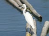 A white egret standing on bamboo logs floating in calm water.