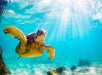 A sea turtle swims underwater near the ocean floor, with sunlight streaming through the clear blue water.