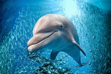 St. Augustine Dolphin & Nature Sailing Tour in St. Augustine, Florida