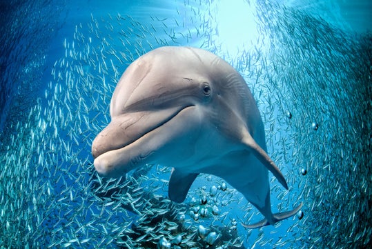 A dolphin swims underwater surrounded by a large school of small fish, with sunlight streaming through the water above.
