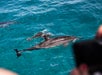 Two dolphins swim near the surface of clear blue water, with part of a boat and a person's hand visible in the foreground.