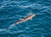 Dolphin Watching Experience provided by Dolphins and You.