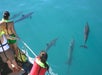 Dolphin Watching Experience provided by Dolphins and You.
