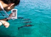 A person holds up a smartphone to photograph a group of dolphins swimming in clear blue ocean water.