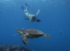 A snorkeler swims underwater near a sea turtle and several fish in clear blue ocean water.