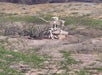 A decorative skeleton sits on a rock surrounded by desert vegetation, holding a stick.