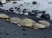 A group of sea turtles rests on a rocky black sand beach near the shoreline, with waves and scattered rocks visible in the background.