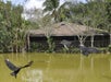 Everglades Airboat Adventure Tour by Gray Line Miami