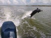 Everglades Area Tours