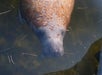 A manatee is partially submerged in murky water with its face and upper body visible. Thin, brown plant debris floats on the water's surface.