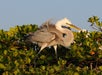 An Egret in Chokoloskee Island, Florida.